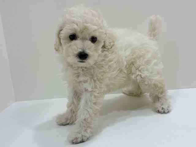 広島県のトイプードル(トイ) (ひごペットフレンドリーフジグラン神辺店/2026年1月24日生まれ/女の子/ホワイト)の子犬の3枚目の画像