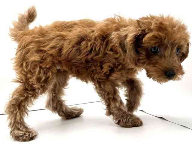 兵庫県のトイプードル(トイ) (ひごペットフレンドリークラウンパーク伊丹店/2026年1月25日生まれ/女の子/レッドフォーン)の子犬の3枚目の画像