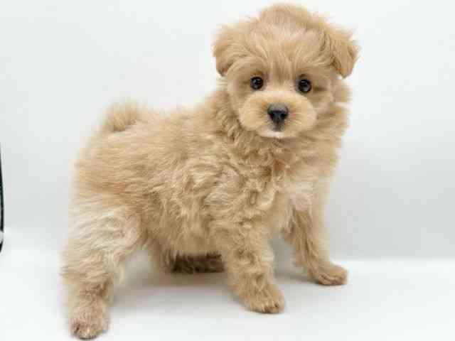 京都府のポメプー(ポメラニアン×プードル) (ひごペットフレンドリーイオンモール高の原店/2026年1月26日生まれ/女の子/アプリコット)の子犬の3枚目の画像