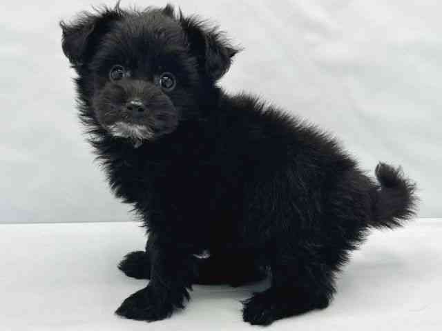 大阪府のポメプー(ポメラニアン×プードル) (ひごペットフレンドリーイトーヨーカドー津久野店/2026年1月26日生まれ/男の子/ブラック)の子犬の3枚目の画像