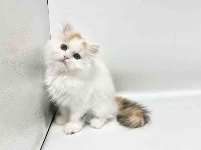 大阪府のスコティッシュフォールド (ひごペットフレンドリーイオンタウン豊中庄内店/2026年1月25日生まれ/女の子/ブラウンパッチドタビーホワイト)の子猫の3枚目の画像