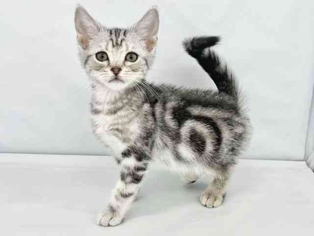 大阪府のアメリカンショートヘアー (ひごペットフレンドリーイトーヨーカドー津久野店/2026年1月25日生まれ/男の子/シルバータビー)の子猫の3枚目の画像