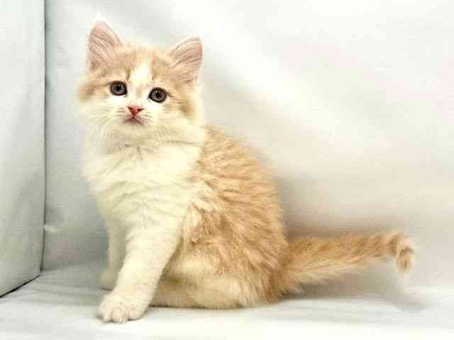 大阪府のラガマフィン (ひごペットフレンドリー東淀川店/2026年1月25日生まれ/男の子/クリームホワイト)の子猫の3枚目の画像