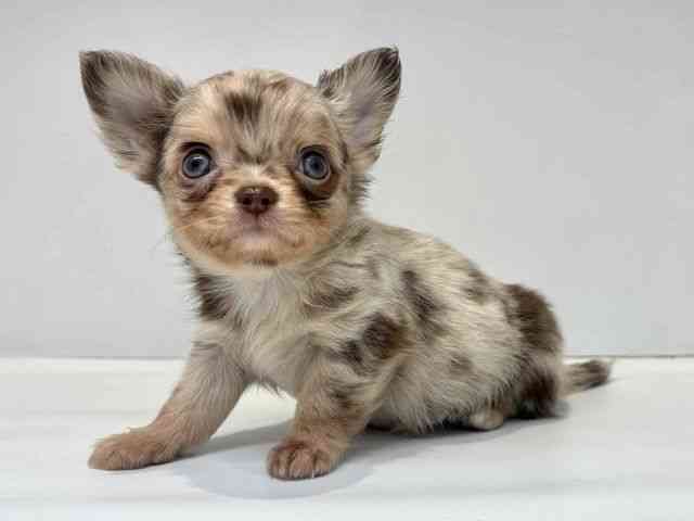 大阪府のチワワ(ロング) (ひごペットフレンドリーセブンパーク天美店/2026年1月25日生まれ/男の子/チョコレートマール)の子犬の3枚目の画像