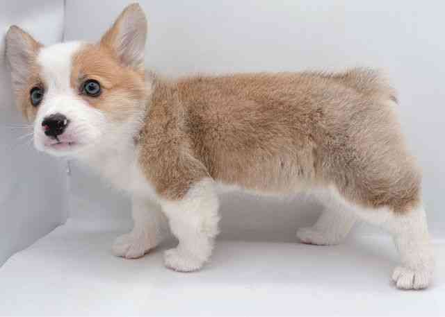 島根県のウェルシュコーギーペンブローク (ひごペットフレンドリーイオン松江ショッピングセンター店/2026年1月25日生まれ/女の子/レッドホワイト)の子犬の3枚目の画像