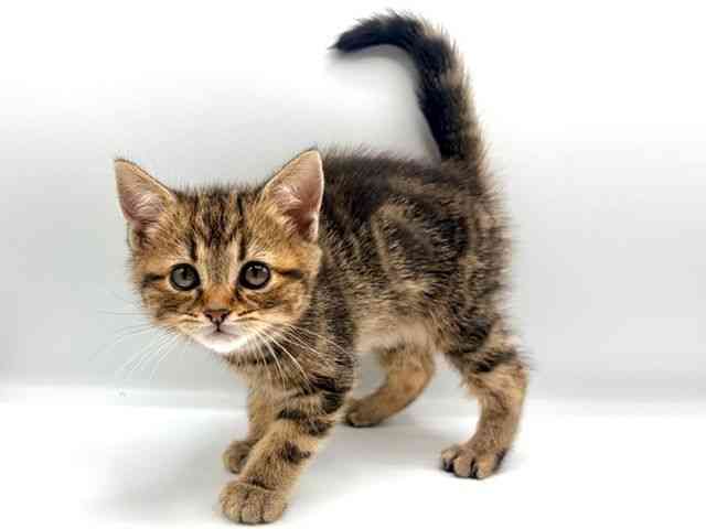 愛知県のスコティッシュフォールド (ひごペットフレンドリープライムツリー赤池店/2026年1月24日生まれ/男の子/ブラウンタビー)の子猫の3枚目の画像