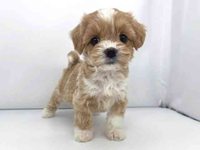 兵庫県のマルプー(マルチーズ×プードル) (ひごペットフレンドリーイオンタウン加古川店/2026年1月25日生まれ/女の子/フォーンホワイト)の子犬の3枚目の画像