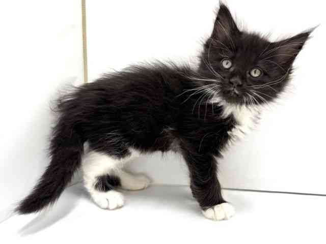 大阪府のメインクーン (ひごペットフレンドリーイオンタウン茨木太田店/2026年1月24日生まれ/女の子/ブラックホワイト)の子猫の3枚目の画像