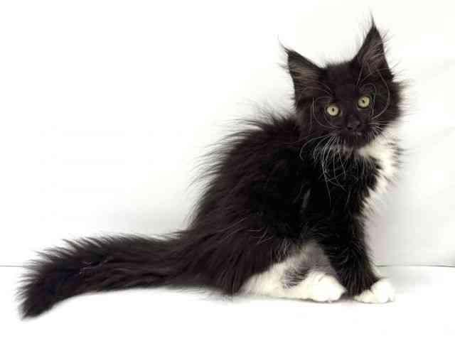 大阪府のメインクーン (ひごペットフレンドリーイオンタウン茨木太田店/2026年1月24日生まれ/女の子/ブラックホワイト)の子猫の3枚目の画像