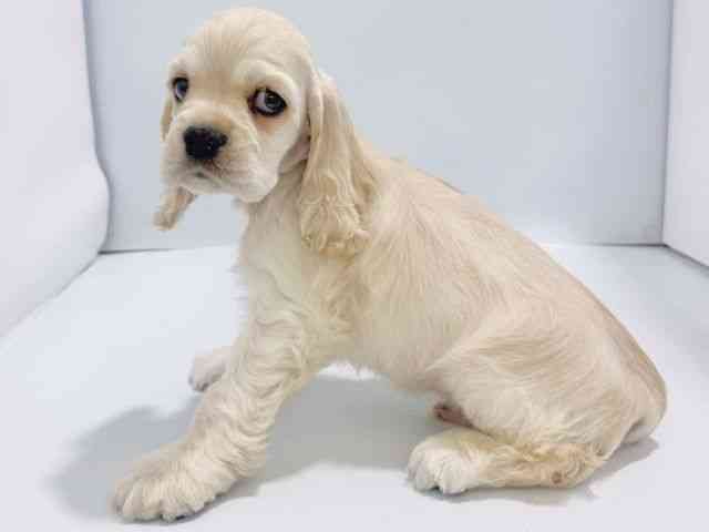 大阪府のアメリカンコッカースパニエル (ひごペットフレンドリーイズミヤショッピングセンター千里丘店/2026年1月24日生まれ/男の子/バフ)の子犬の3枚目の画像