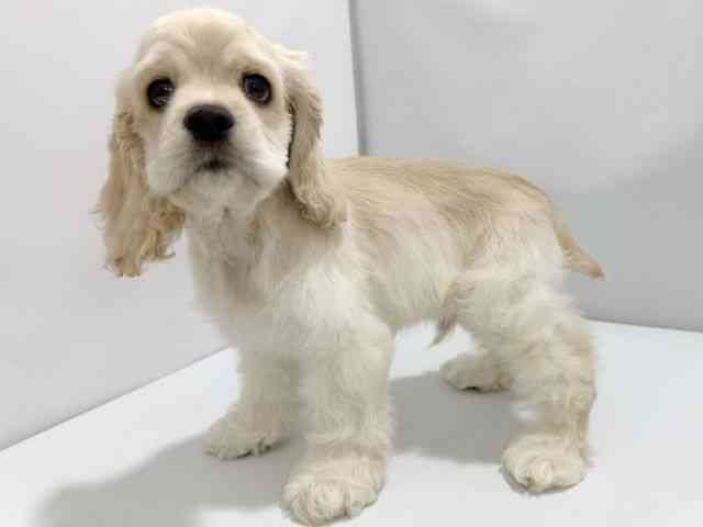 大阪府のアメリカンコッカースパニエル (ひごペットフレンドリーイズミヤショッピングセンター千里丘店/2026年1月24日生まれ/男の子/バフ)の子犬の3枚目の画像