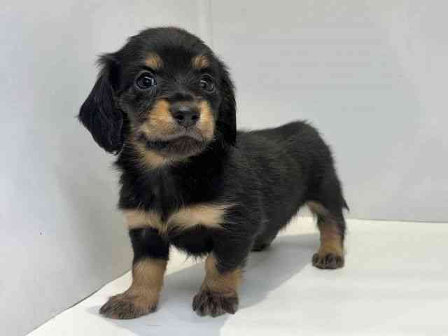 大阪府のカニンヘンダックスフンド(ロング) (ひごペットフレンドリーセブンパーク天美店/2026年1月24日生まれ/女の子/ブラックタン)の子犬の3枚目の画像