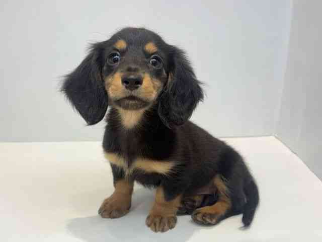 大阪府のカニンヘンダックスフンド(ロング) (ひごペットフレンドリーセブンパーク天美店/2026年1月24日生まれ/女の子/ブラックタン)の子犬の3枚目の画像