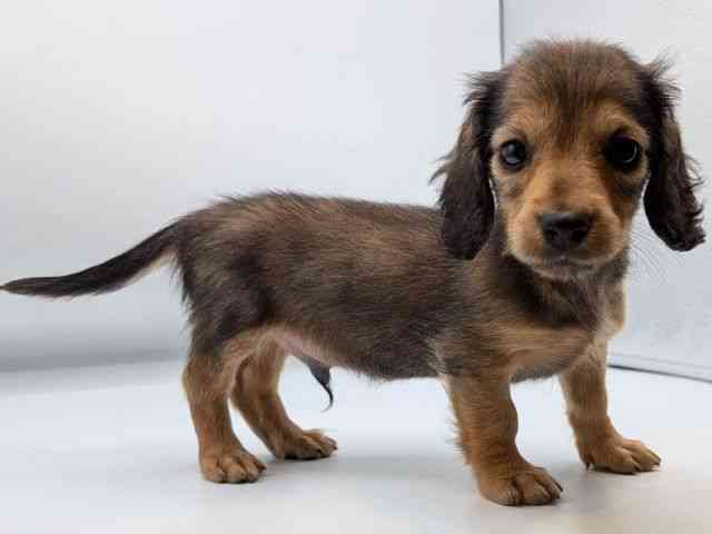 香川県のミニチュアダックスフンド(ロング) (ひごペットフレンドリーゆめタウン高松店/2026年1月25日生まれ/男の子/シェーデットイエロー)の子犬の3枚目の画像