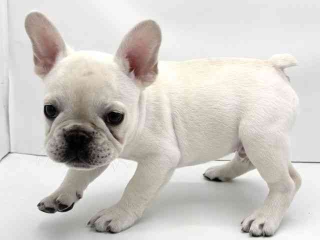 兵庫県のフレンチブルドッグ (ひごペットフレンドリークラウンパーク伊丹店/2026年1月24日生まれ/男の子/クリーム)の子犬の3枚目の画像