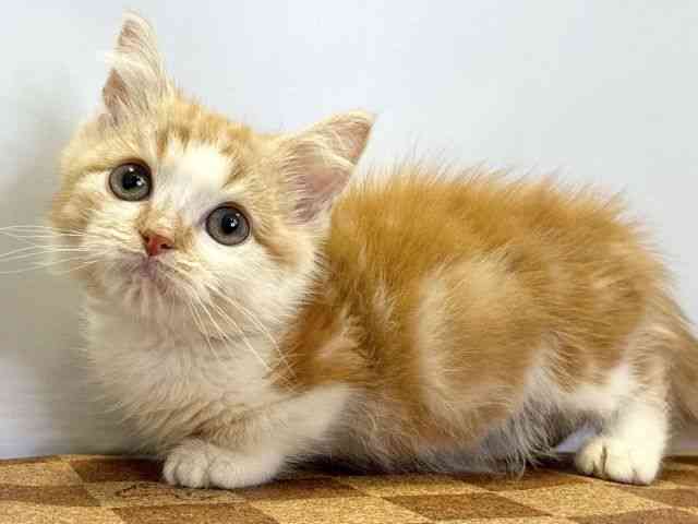 愛媛県のミヌエット (ひごペットフレンドリーエミフルMASAKI店/2026年1月24日生まれ/男の子/レッドタビーホワイト)の子猫の3枚目の画像