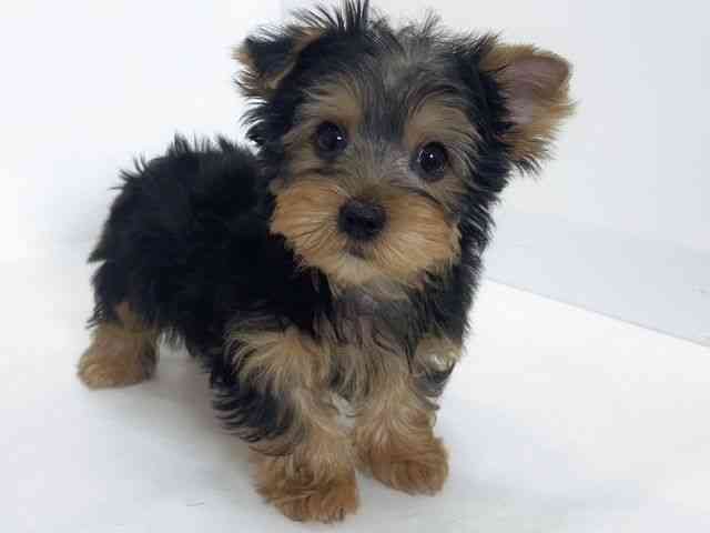 大阪府のヨークシャーテリア (ひごペットフレンドリーアクロスプラザ住之江店/2026年1月27日生まれ/男の子/スチールブルータン)の子犬の3枚目の画像