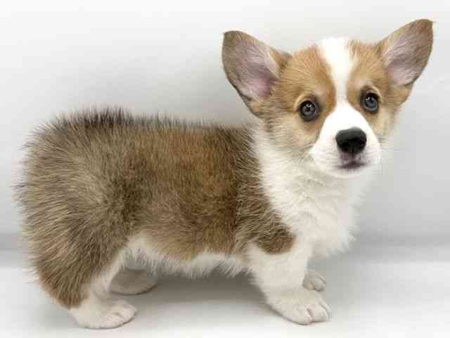 大阪府のウェルシュコーギーペンブローク (ひごペットフレンドリーららぽーとEXPOCITY店/2026年1月25日生まれ/男の子/レッドホワイト)の子犬の3枚目の画像