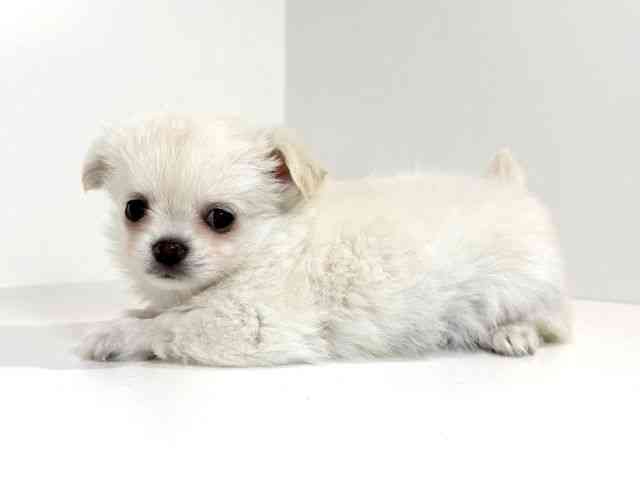 兵庫県のチワワ(ロング) (ひごペットフレンドリーイトーヨーカドー明石店/2026年1月26日生まれ/女の子/クリーム)の子犬の3枚目の画像