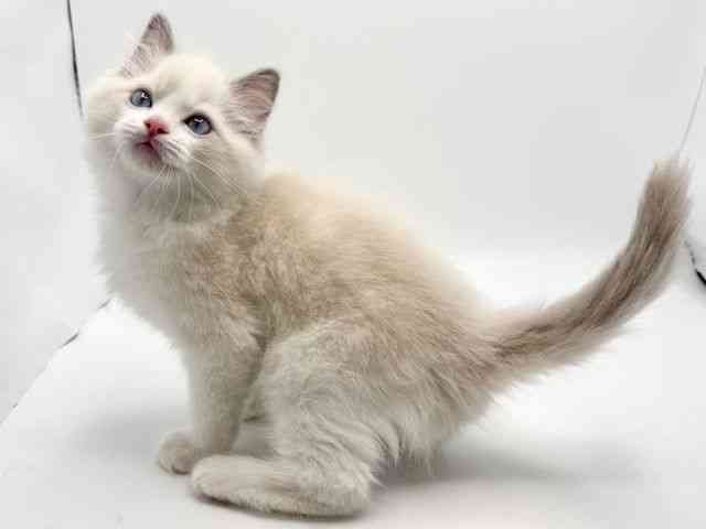 大阪府のラグドール (ひごペットフレンドリーみのおキューズモール店/2026年1月23日生まれ/男の子/ブルーポイントバイカラー)の子猫の3枚目の画像