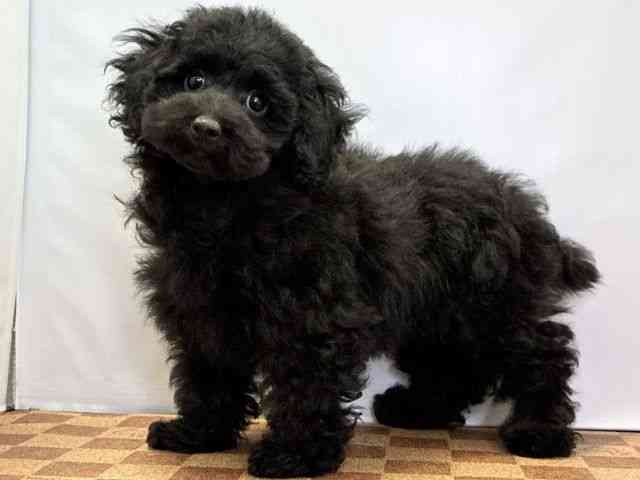 愛媛県のトイプードル(トイ) (ひごペットフレンドリーエミフルMASAKI店/2026年1月26日生まれ/男の子/ブラック)の子犬の3枚目の画像