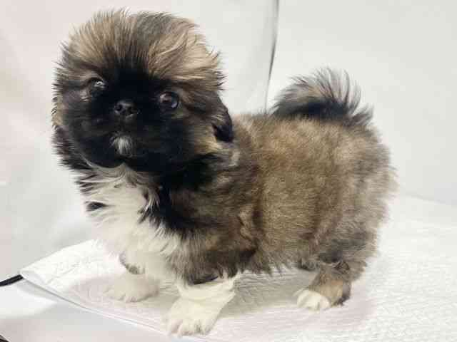 高知県のペキニーズ (ひごペットフレンドリーイオンモール高知店/2026年1月24日生まれ/男の子/フォーンホワイト)の子犬の3枚目の画像