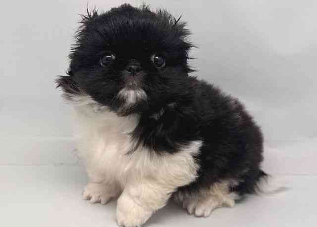鳥取県のペキニーズ (ひごペットフレンドリーイオンモール鳥取北店/2026年1月26日生まれ/男の子/ブラックホワイト)の子犬の3枚目の画像