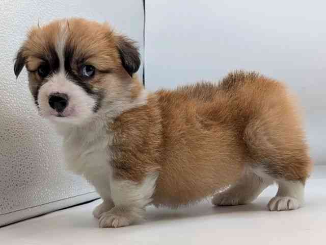 香川県のウェルシュコーギーペンブローク (ひごペットフレンドリーゆめタウン高松店/2026年1月25日生まれ/女の子/レッドホワイト)の子犬の3枚目の画像