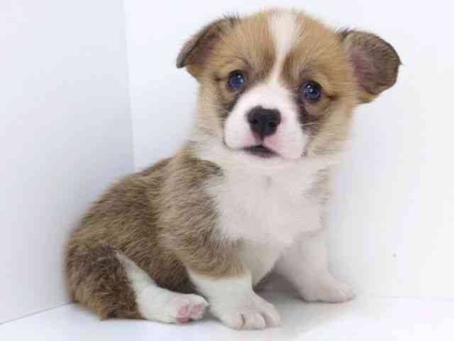 大阪府のウェルシュコーギーペンブローク (ひごペットフレンドリーいこらもーる泉佐野店/2026年1月24日生まれ/女の子/レッドホワイト)の子犬の3枚目の画像