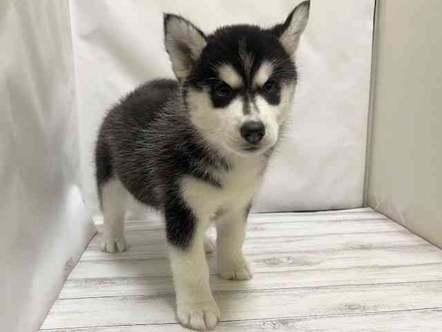 和歌山県のシベリアンハスキー (ひごペットフレンドリーパームシティ和歌山店/2026年1月26日生まれ/女の子/ブラックホワイト)の子犬の3枚目の画像