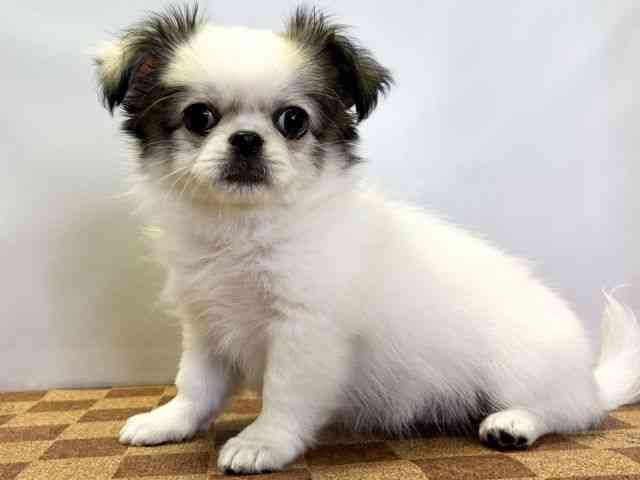 愛媛県のチワペキ/ペキチー/ペキチワ(チワワ×ペキニーズ) (ひごペットフレンドリーエミフルMASAKI店/2026年1月24日生まれ/女の子/パーティーカラー)の子犬の3枚目の画像