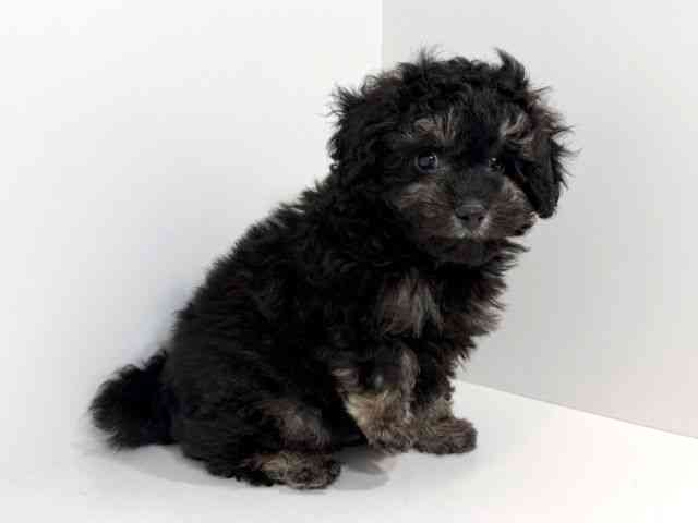 兵庫県のトイプードル(トイ) (ひごペットフレンドリーイトーヨーカドー明石店/2026年1月19日生まれ/男の子/ブラックタン)の子犬の3枚目の画像