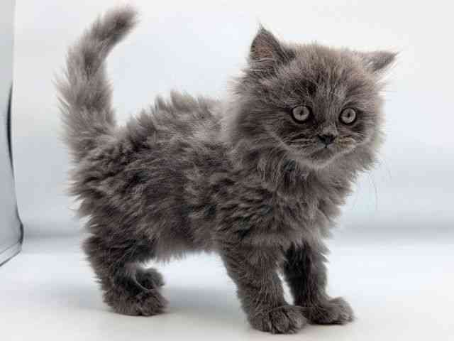 香川県のミヌエット (ひごペットフレンドリーゆめタウン高松店/2026年1月11日生まれ/男の子/ブルー)の子猫の3枚目の画像