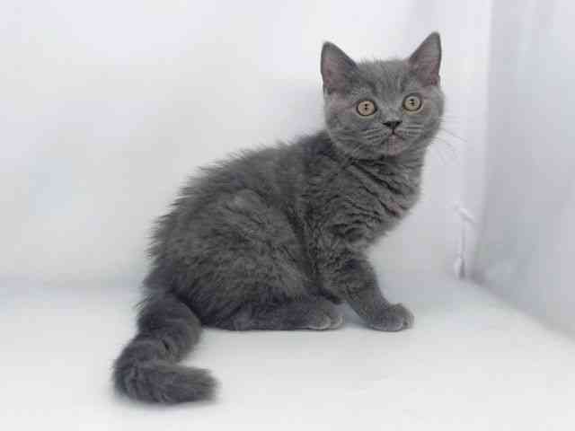 兵庫県のブリティッシュショートヘアー (ひごペットフレンドリーイオンタウン加古川店/2026年1月29日生まれ/男の子/ブルー)の子猫の3枚目の画像