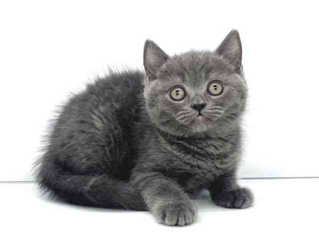 兵庫県のブリティッシュショートヘアー (ひごペットフレンドリーイオンタウン加古川店/2026年1月29日生まれ/男の子/ブルー)の子猫の3枚目の画像