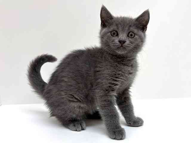 兵庫県のブリティッシュショートヘアー (ひごペットフレンドリーブルメールHAT神戸店/2026年1月29日生まれ/女の子/ブルー)の子猫の3枚目の画像