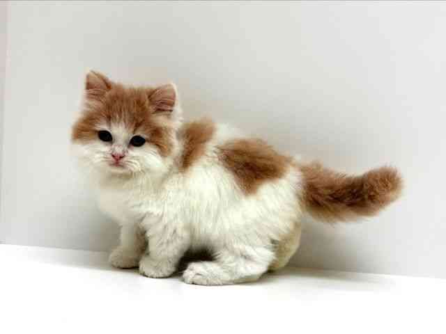 兵庫県のサイベリアン (ひごペットフレンドリーブルメールHAT神戸店/2026年1月31日生まれ/男の子/カメオホワイト)の子猫の3枚目の画像