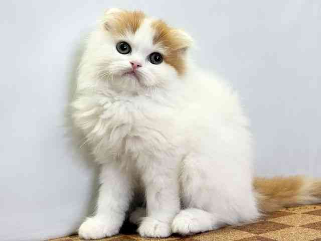 愛媛県のスコティッシュフォールド (ひごペットフレンドリーエミフルMASAKI店/2026年1月31日生まれ/男の子/レッドホワイト)の子猫の3枚目の画像