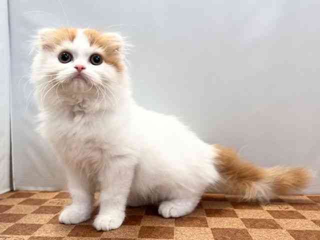 愛媛県のスコティッシュフォールド (ひごペットフレンドリーエミフルMASAKI店/2026年1月31日生まれ/男の子/レッドホワイト)の子猫の3枚目の画像