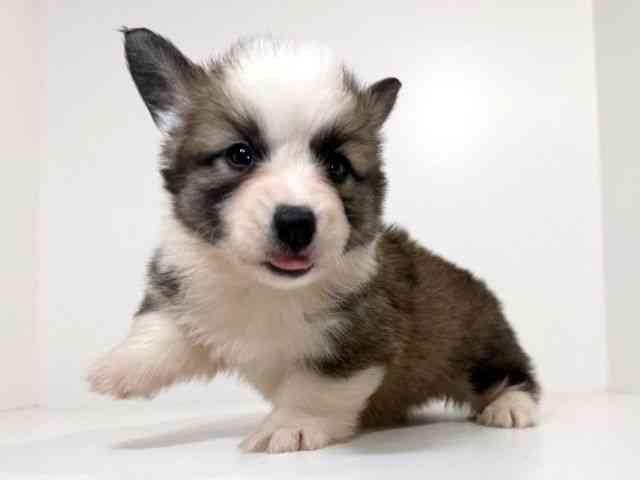 兵庫県のウェルシュコーギーペンブローク (ひごペットフレンドリーイトーヨーカドー明石店/2026年2月1日生まれ/女の子/レッドホワイト)の子犬の3枚目の画像