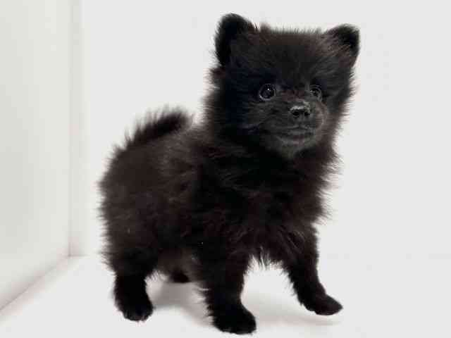 愛知県のポメラニアン (ひごペットフレンドリーららぽーと名古屋みなとアクルス店/2026年1月29日生まれ/女の子/ブラック)の子犬の3枚目の画像