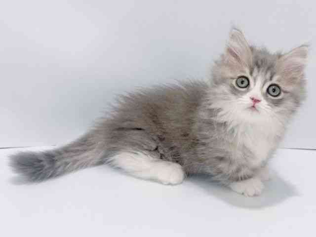 大阪府のミヌエット (ひごペットフレンドリーイズミヤショッピングセンター千里丘店/2026年1月25日生まれ/男の子/ブルータビーホワイト)の子猫の3枚目の画像