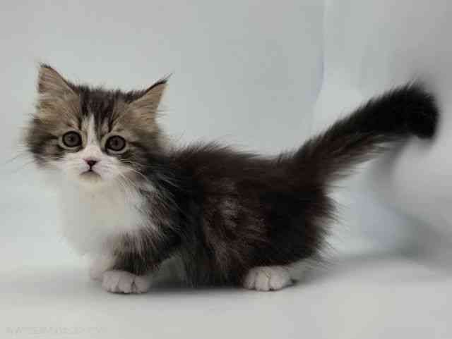 島根県のミヌエット (ひごペットフレンドリーイオンモール出雲店/2026年1月25日生まれ/男の子/ブラウンタビーホワイト)の子猫の3枚目の画像