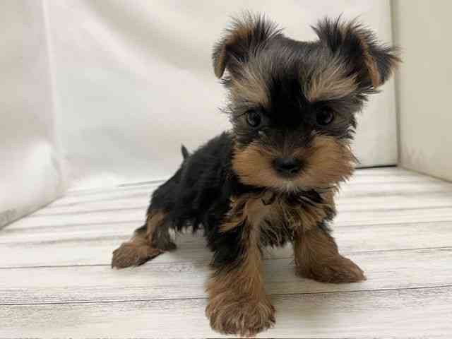 和歌山県のヨークシャーテリア (ひごペットフレンドリーパームシティ和歌山店/2026年1月31日生まれ/女の子/スチールブルータン)の子犬の3枚目の画像