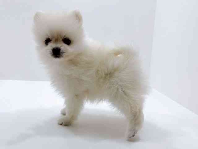 広島県のポメラニアン (ひごペットフレンドリーフジグラン神辺店/2026年1月29日生まれ/女の子/ホワイト)の子犬の3枚目の画像