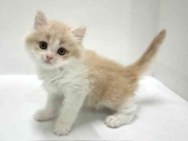 大阪府のラガマフィン (ひごペットフレンドリーアクロスプラザ住之江店/2026年1月31日生まれ/男の子/クリームホワイト)の子猫の3枚目の画像