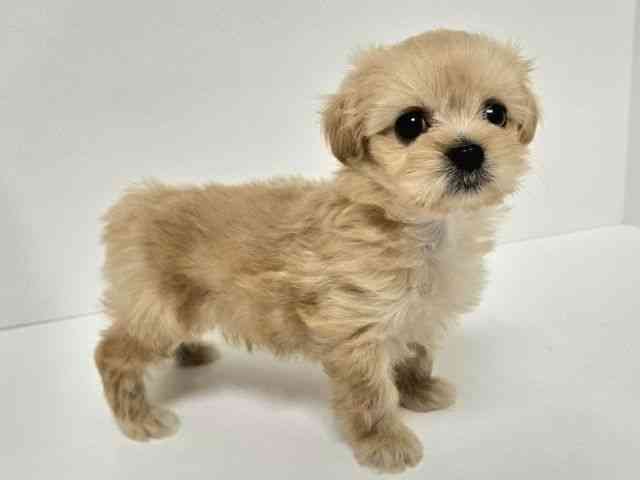 愛知県のペキプー(ペキニーズ×プードル) (ひごペットフレンドリーイトーヨーカドー知多店/2026年2月1日生まれ/女の子/アプリコット)の子犬の3枚目の画像