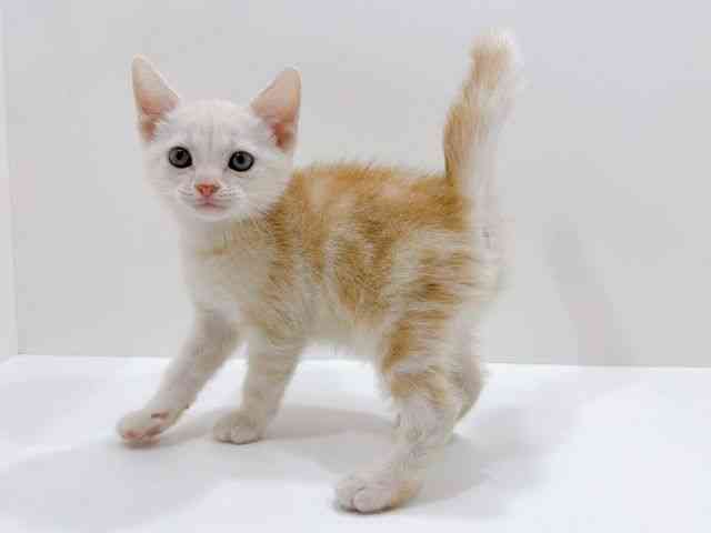 広島県のアメリカンショートヘアー (ひごペットフレンドリーフジグラン神辺店/2026年1月29日生まれ/男の子/クリームタビー)の子猫の3枚目の画像