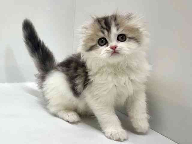 大阪府のアメリカンカール (ひごペットフレンドリーアクロスプラザ住之江店/2026年1月31日生まれ/女の子/ブラウンタビーホワイト)の子猫の3枚目の画像