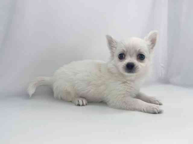 兵庫県のチワワ(ロング) (ひごペットフレンドリーイオンタウン加古川店/2026年1月31日生まれ/男の子/ホワイトクリーム)の子犬の3枚目の画像